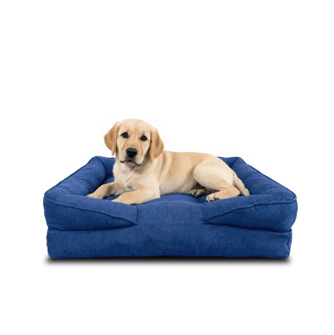 ¿Cómo Elegir la Mejor Cama para tu Mascota? 🛏️🐾 - PetUS